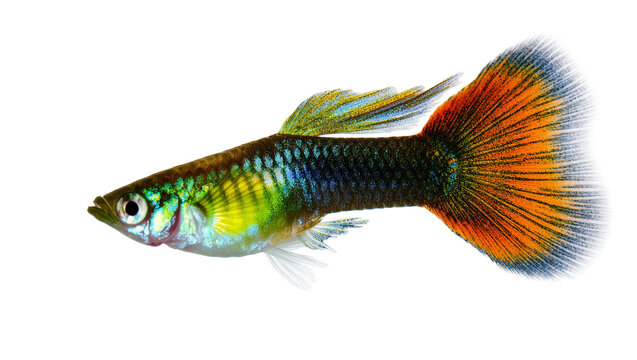 Isolated vibrant colorful fancy guppy fish swimming in profile, a popular aquarium pet