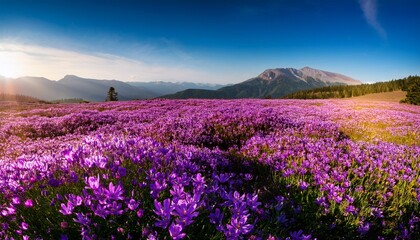 Fototapeta premium Field Of Purple Flowers
