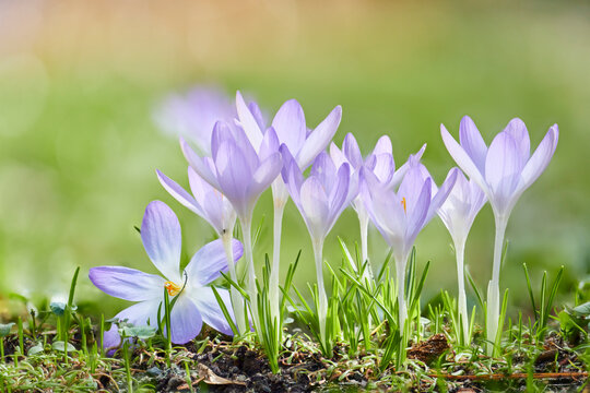 macro of bunch of purple crocus flowers with blurred spring background