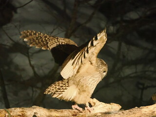 Obraz premium 生け簀に魚を捕りにくるシマフクロウ