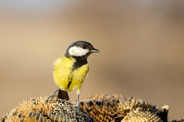 Close up portrait of a small yellow titmouse resting on a withered sunflower crop © drakuliren