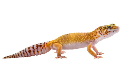 Obraz premium Isolated Leopard Gecko, a charming spotted reptile with vibrant colors and thick tail