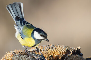Hungry great tit bird foraging for seeds on a dried sunflower head in autumn © drakuliren