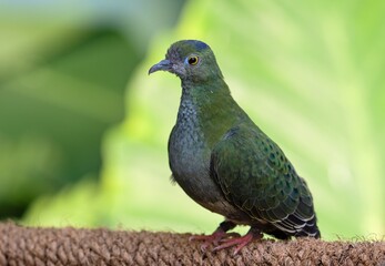 Obraz premium superb fruit dove