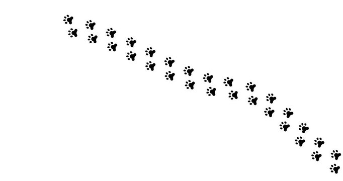 Black paw prints trail diagonally across white space. Tracks suggest animal movement. Footage ideal for nature, pet, or wildlife themes. No people shown