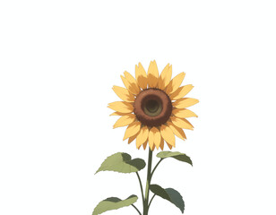 Sunflower flowers on white background, summer floral background with copy space, bright yellow sunflower bloom