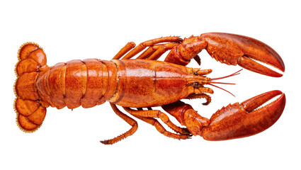 Isolated delicious cooked red lobster, fresh seafood meal, ready to eat for gourmet food