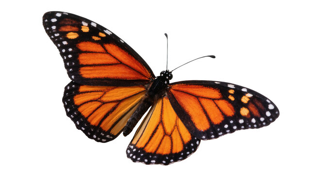 Isolated monarch butterfly spreading its beautiful orange and black wings, delicate insect