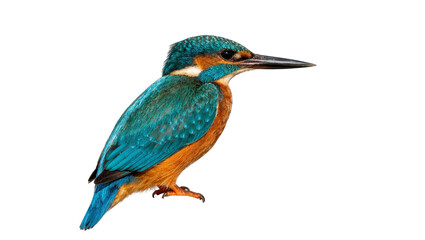 Obraz premium Isolated common kingfisher bird with vibrant blue and orange plumage, profile view