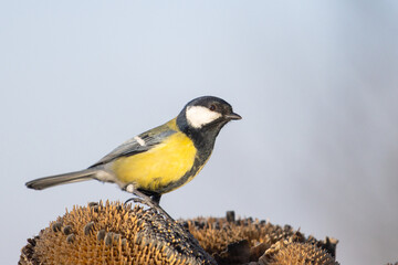 Wintering great tit standing proudly on a dead sunflower head against a clear sky © drakuliren