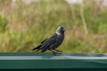 Fototapeta premium A detailed shot of a Jackdaw sitting on a metal fence with a soft blurred green background. The bird looks curiously at the camera, showing its distinct grey nape and pale eyes
