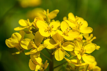 菜の花のある風景