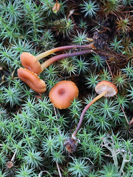 Xeromphalina enigmatica, commonly known as Pinewood Gingertail, mushroom from Finland