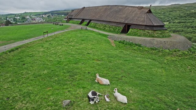 Sheep grazing near the reconstructed Viking longhouse at Lofotr Viking Museum in Lofoten Islands, Norway. Scenic rural Norwegian countryside around the historic Norse site.