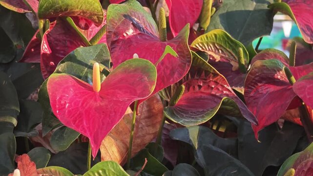 Red Flamingo flowers or Laceleaf blooming outdoors, exotic tropical garden background.