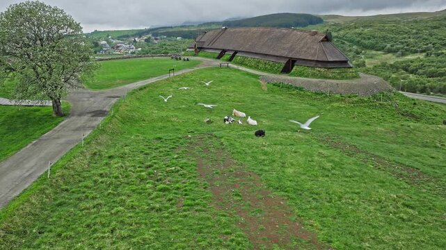 Aerial view of sheep grazing beside the Viking longhouse at Lofotr Viking Museum in Lofoten Islands, Norway. Peaceful Norwegian rural landscape surrounding the historic Viking site.