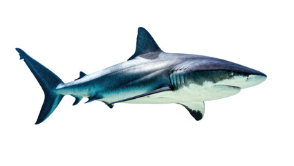 Obraz premium Isolated majestic and powerful marine predator, a large shark swimming gracefully