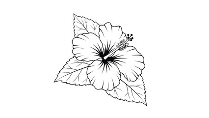 Fototapeta premium Detailed black and white line art drawing of a single hibiscus flower with several textured leaves on a plain white background.