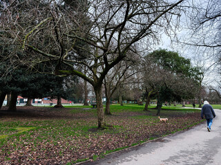 Woman walking dog on a paved path in Alexandra Park, Manchester, UK among bare winter trees