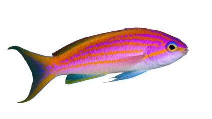 Isolated colorful tropical fish displaying vibrant purple and orange stripes in detail © Clementine