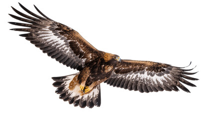 Fototapeta premium Isolated majestic golden eagle in full flight with powerful wings spread wide