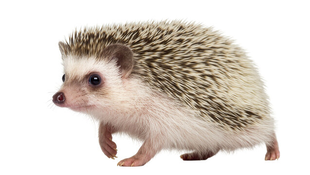 Isolated cute small African pygmy hedgehog with spiky quills standing, adorable pet animal