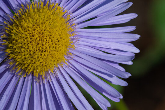 Closeup of a fleabane wildflower blossom.