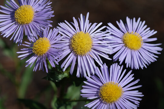 Colorful arrangement of blossoms of the fleabane wildflower.