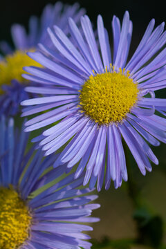 Closeup of a fleabane wildflower blossom.