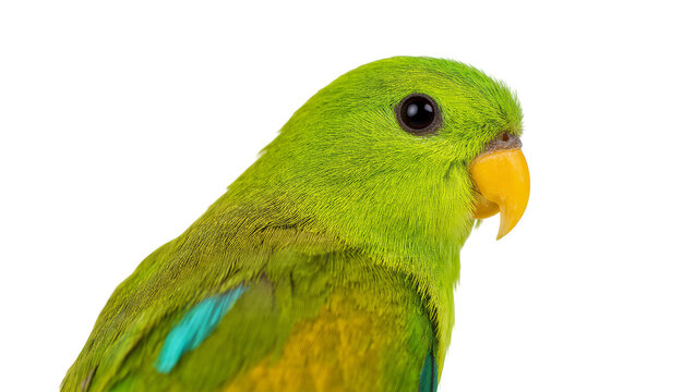 Isolated beautiful small green parrot, tropical bird with vibrant plumage, looking right