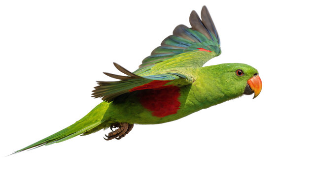 Isolated green parrot in dynamic flight, showcasing vibrant feathers, red patch, and orange beak