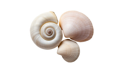 Isolated beautiful natural white and cream seashells of various shapes, elegant marine objects © Lysander