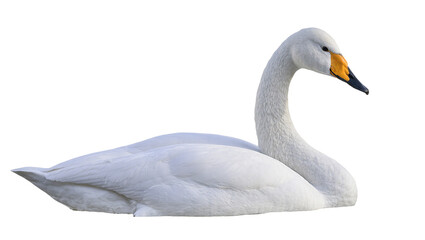 Obraz premium Isolated majestic Whooper swan, a symbol of beauty and elegance in natural wildlife