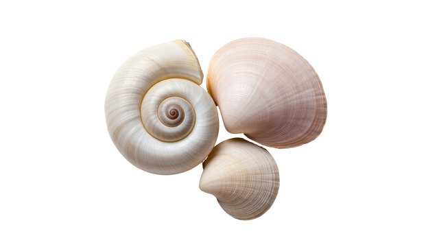 Isolated beautiful natural white and cream seashells of various shapes, elegant marine objects