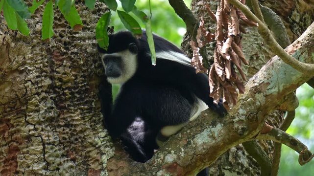 An Eastern black-and-white colobus (Colobus guereza) perched on a tree branch, close up shot.