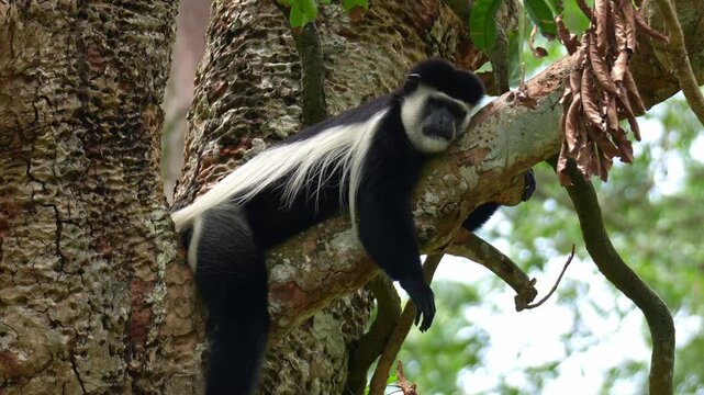 An Eastern black-and-white colobus (Colobus guereza) lounging on the tree branch, sleeps peacefully in the afternoon, close up shot.