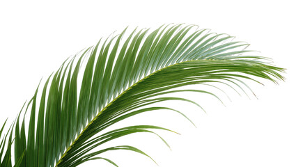 Obraz premium Isolated vibrant green tropical palm leaf frond natural element on a clean backdrop.