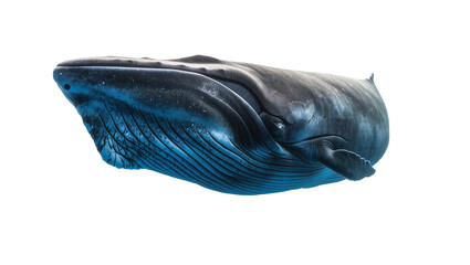 Isolated massive blue whale swimming gracefully underwater, powerful marine mammal © Lysander