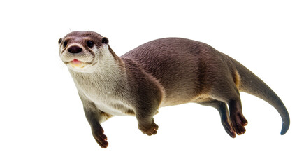Isolated cute wild otter looking towards camera, full body shot, aquatic animal © Lysander