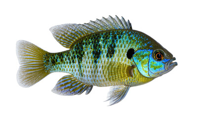 Fototapeta premium Isolated vibrant freshwater fish displaying stunning blue, green, and golden iridescent scales