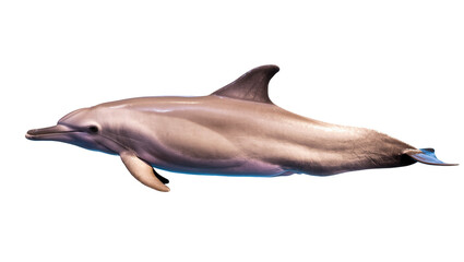 Isolated bottlenose dolphin swimming gracefully, elegant marine mammal in ocean life