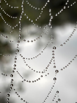 Close-up macro water rain dew drops suspended delicate intricate spiderweb morning