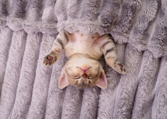 Obraz premium Cute tabby kitten sleeping on back under grey blanket