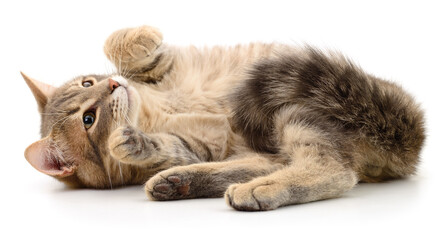 Grey tabby cat lying on back isolated on white background