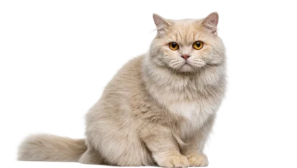 Fotobehang Kat Isolated fluffy cream-colored long-haired cat sitting and looking directly at camera  © Eustace