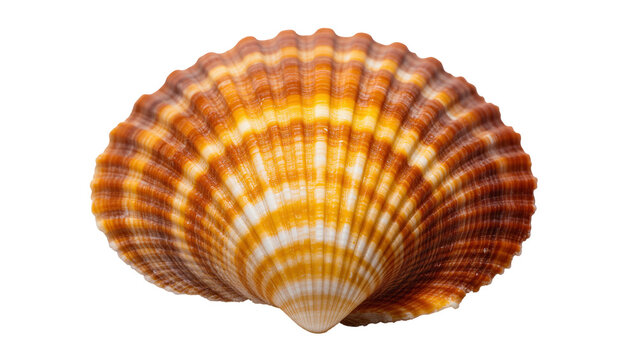 Isolated single ribbed colorful seashell with striking orange and white patterns, marine biology