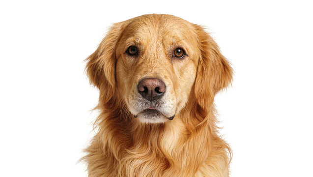 Isolated adorable golden retriever dog looking directly at camera, loyal domestic pet