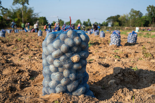 Sacks of freshly harvested potatoes in agricultural field ready for transport