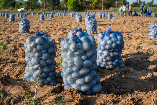 Sacks of freshly harvested potatoes in agricultural field ready for transport