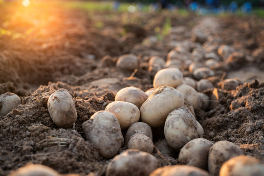 Fresh organic potatoes on soil in agricultural field during sunset harvest